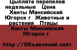 Цыплята перепелов недельные › Цена ­ 35 - Ханты-Мансийский, Югорск г. Животные и растения » Птицы   . Ханты-Мансийский,Югорск г.